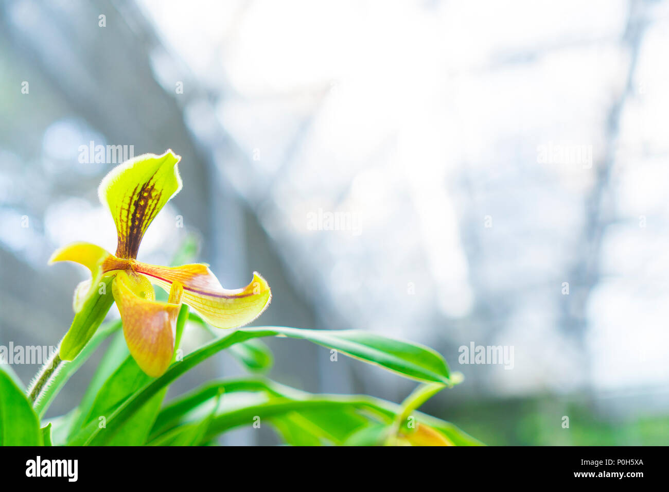 Paphiopedilum orchid flower or Lady's Slipper orchid in Conservation Center Paphiopedilum Doi Inthanon , Chiang Mai, Thailand. Stock Photo