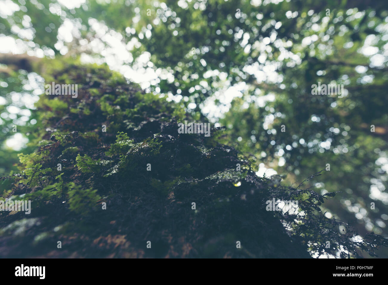Beautiful Tropical Mountain Mist In Rain Forest Stock Photos