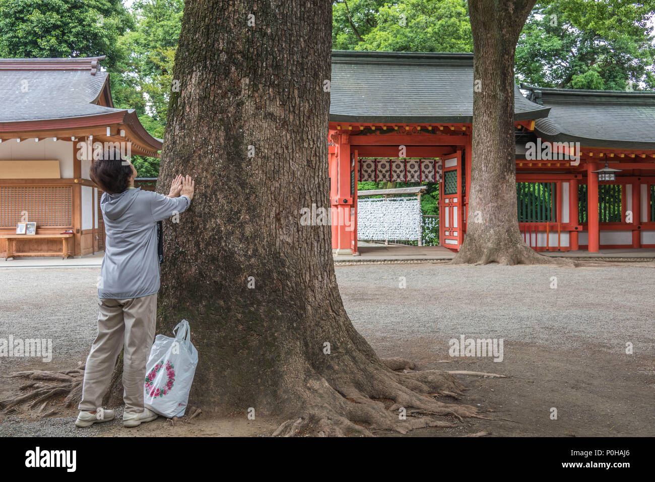 Woman embracing sacred camphor tree, Hikawa Jinja shinto shrine, Omiya, Saitama, Japan Stock Photo