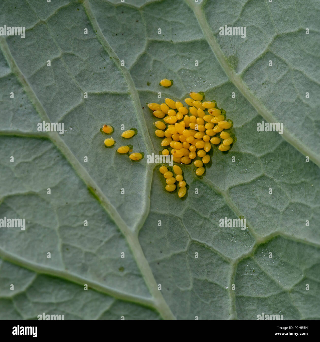 Bright yellow eggs of the Large cabbage white butterfly. Pieris brassicae. Stock Photo