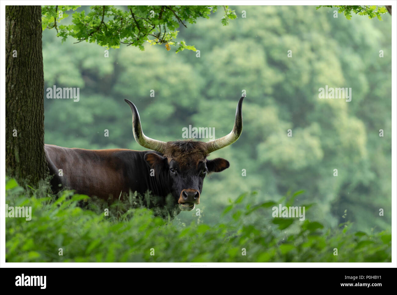 Heck cattle in a wildlife reserve Stock Photo