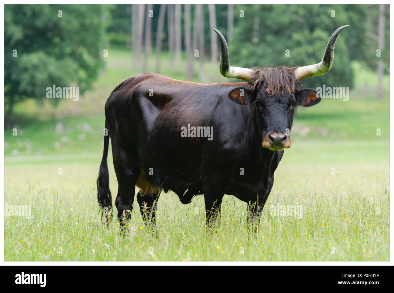 Heck cattle in a wildlife reserve Stock Photo