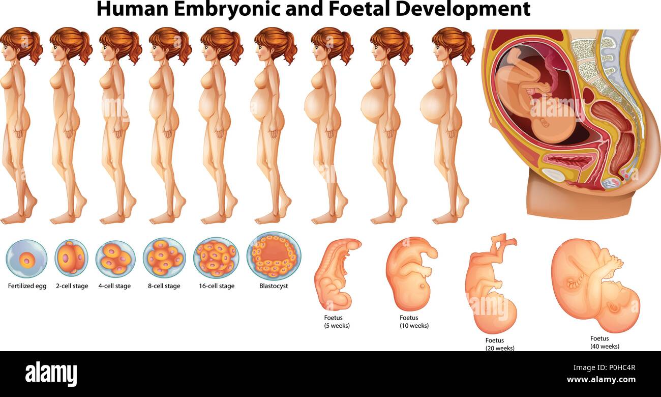 Vector of Human Embryonic and Foetal Development illustration Stock Vector