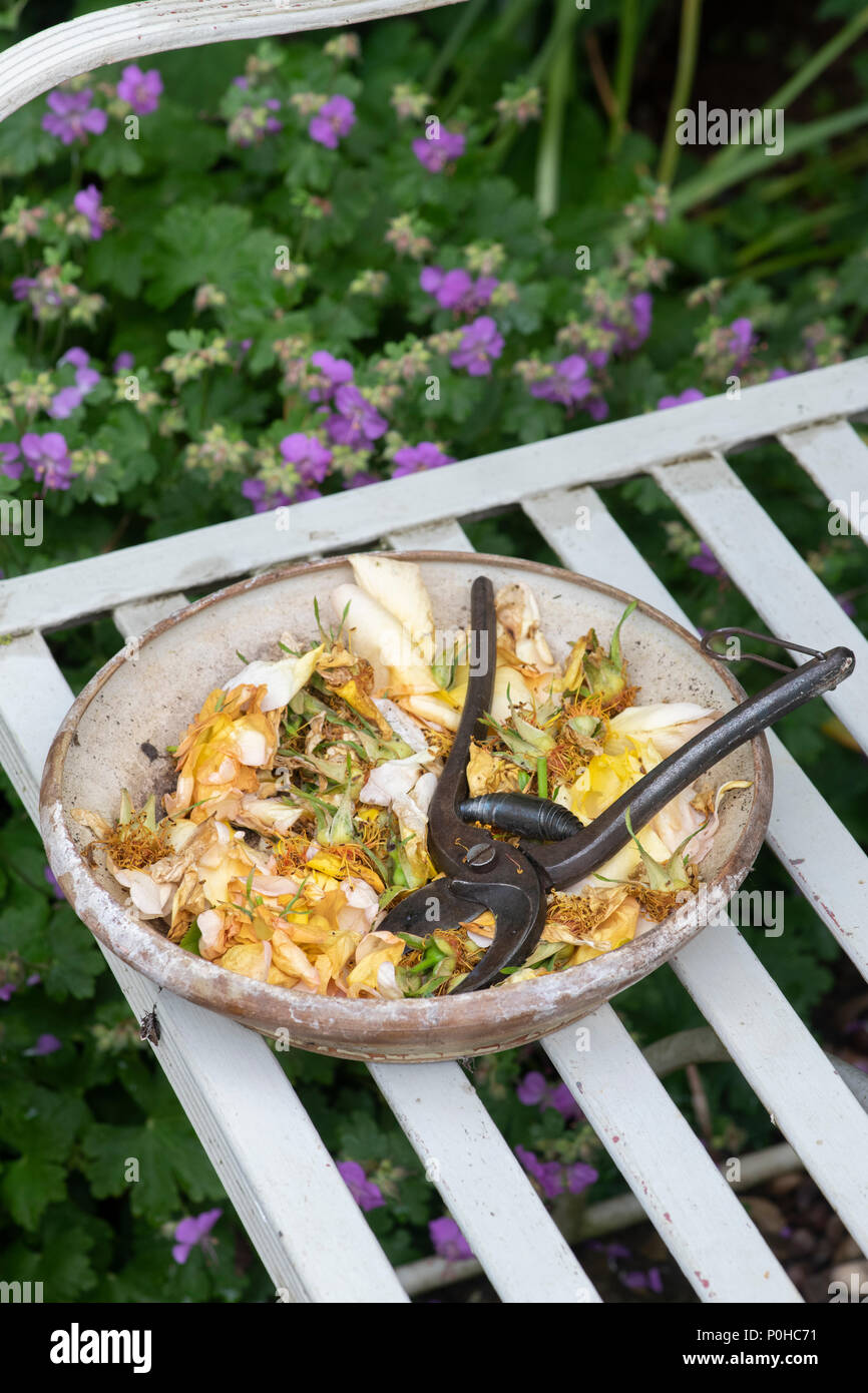 Deadheaded Rosa ‘Maigold’ flowers with vintage secateurs in a bowl on a garden bench. UK Stock Photo