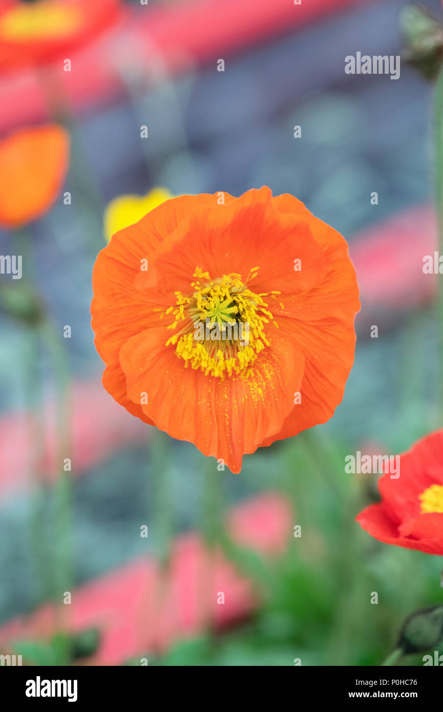 Papaver nudicaule ‘Garden Gnome’. Icelandic Poppy flower Stock Photo