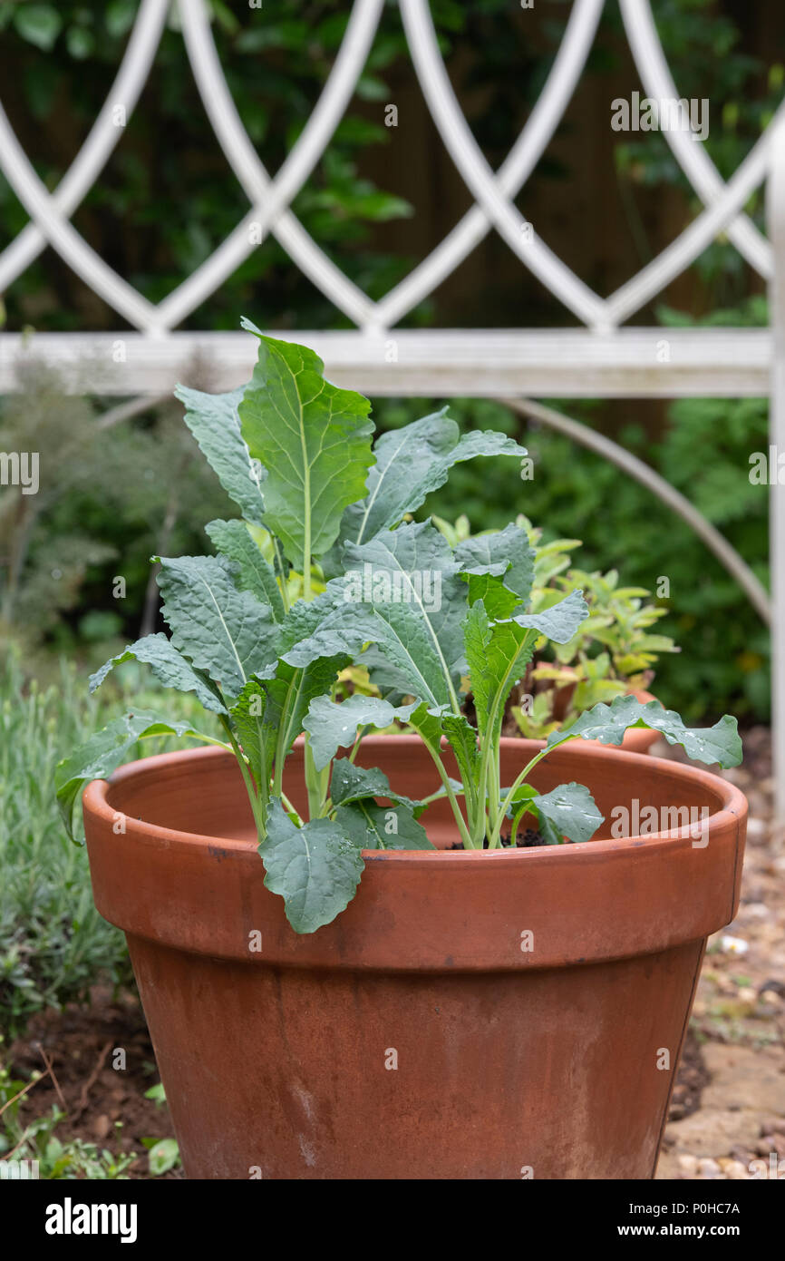 Brassica oleracea acephala. Young Kale 'Nero di Toscana' plant in a pot. UK. Tuscan Kale / Black Cabbage Stock Photo