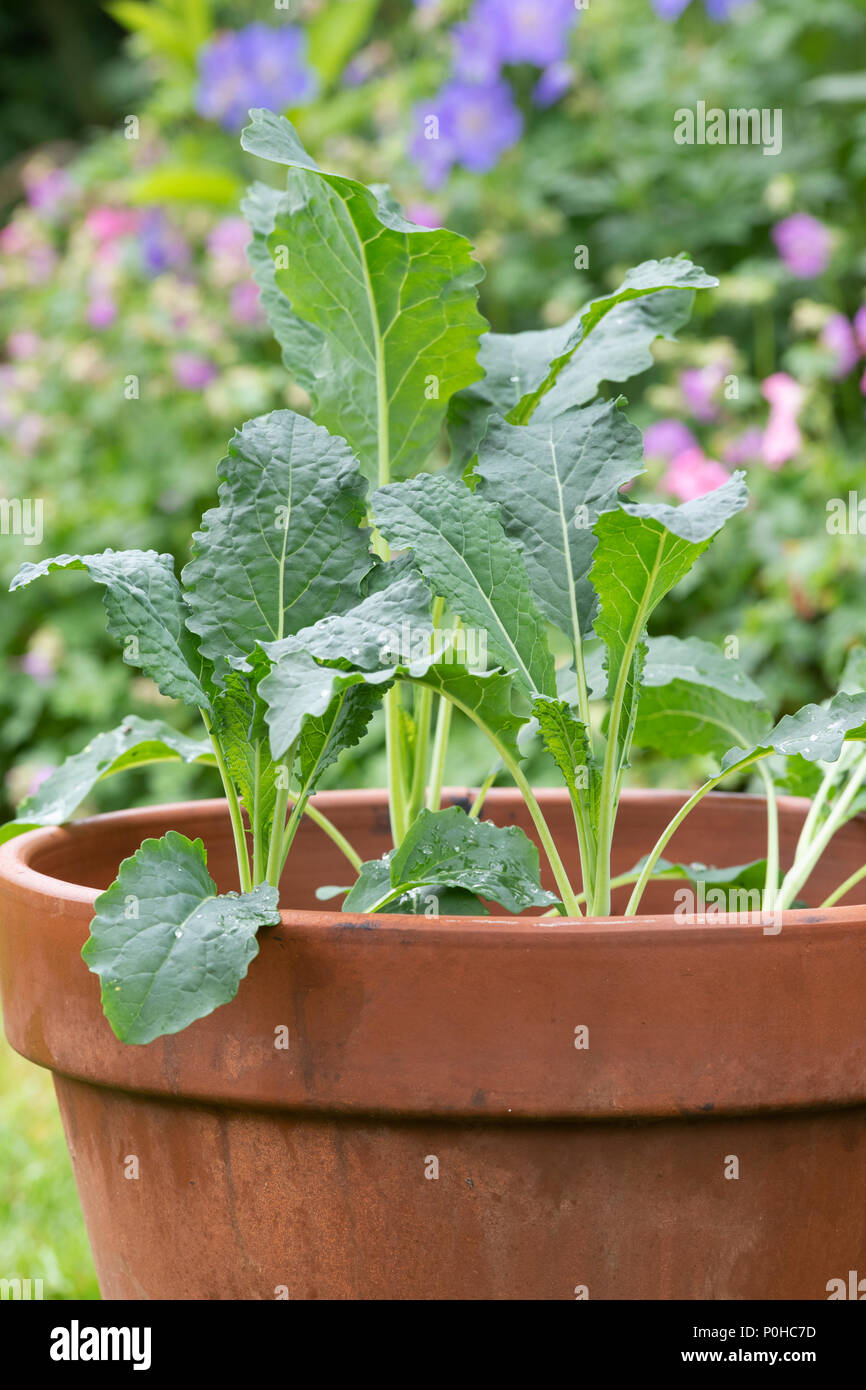 Brassica oleracea acephala. Young Kale 'Nero di Toscana' plant in a pot. UK. Tuscan Kale / Black Cabbage Stock Photo