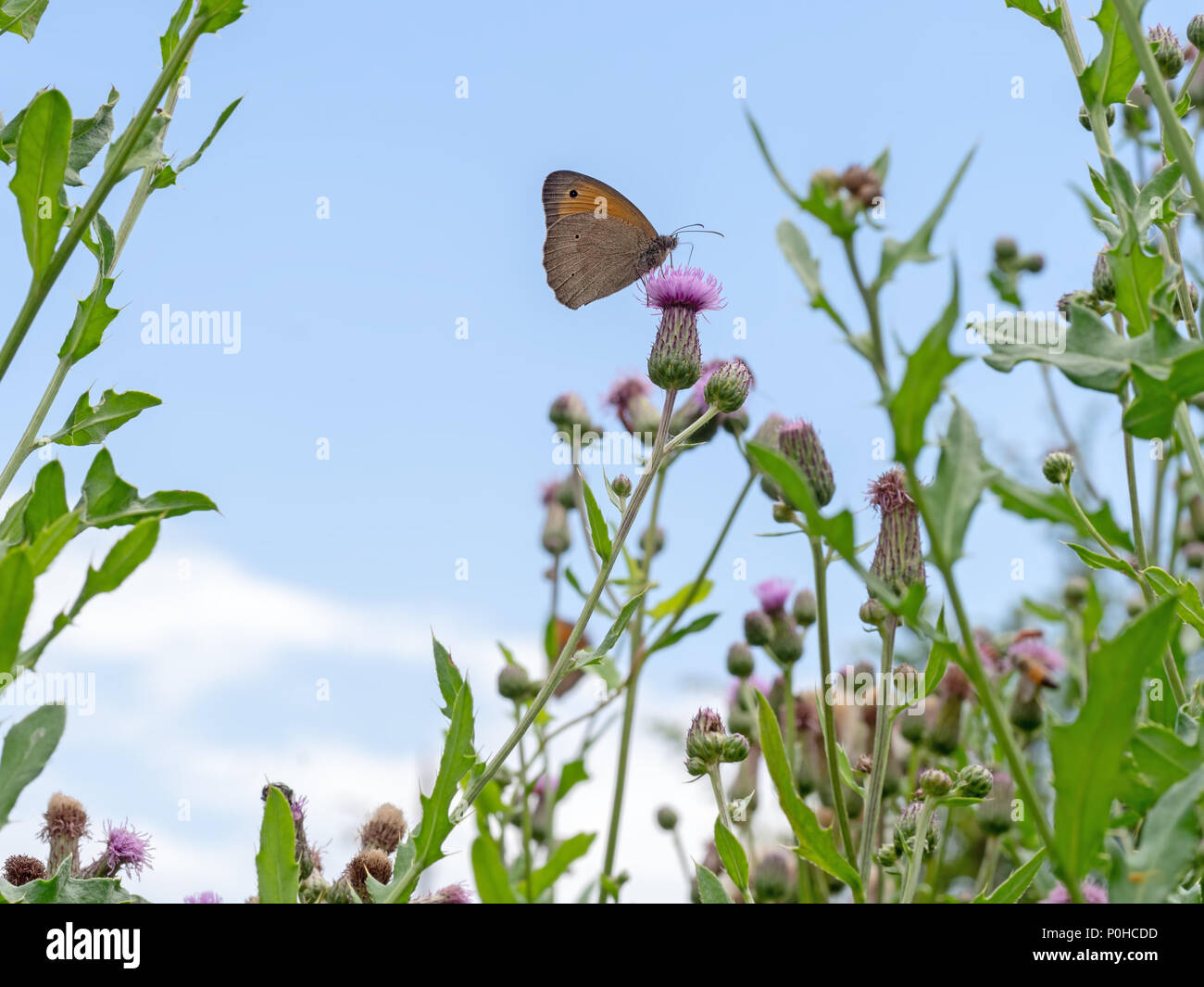 Beautiful butterfly scene.Meadow brown butterfly, Maniola jurtina. Stock Photo