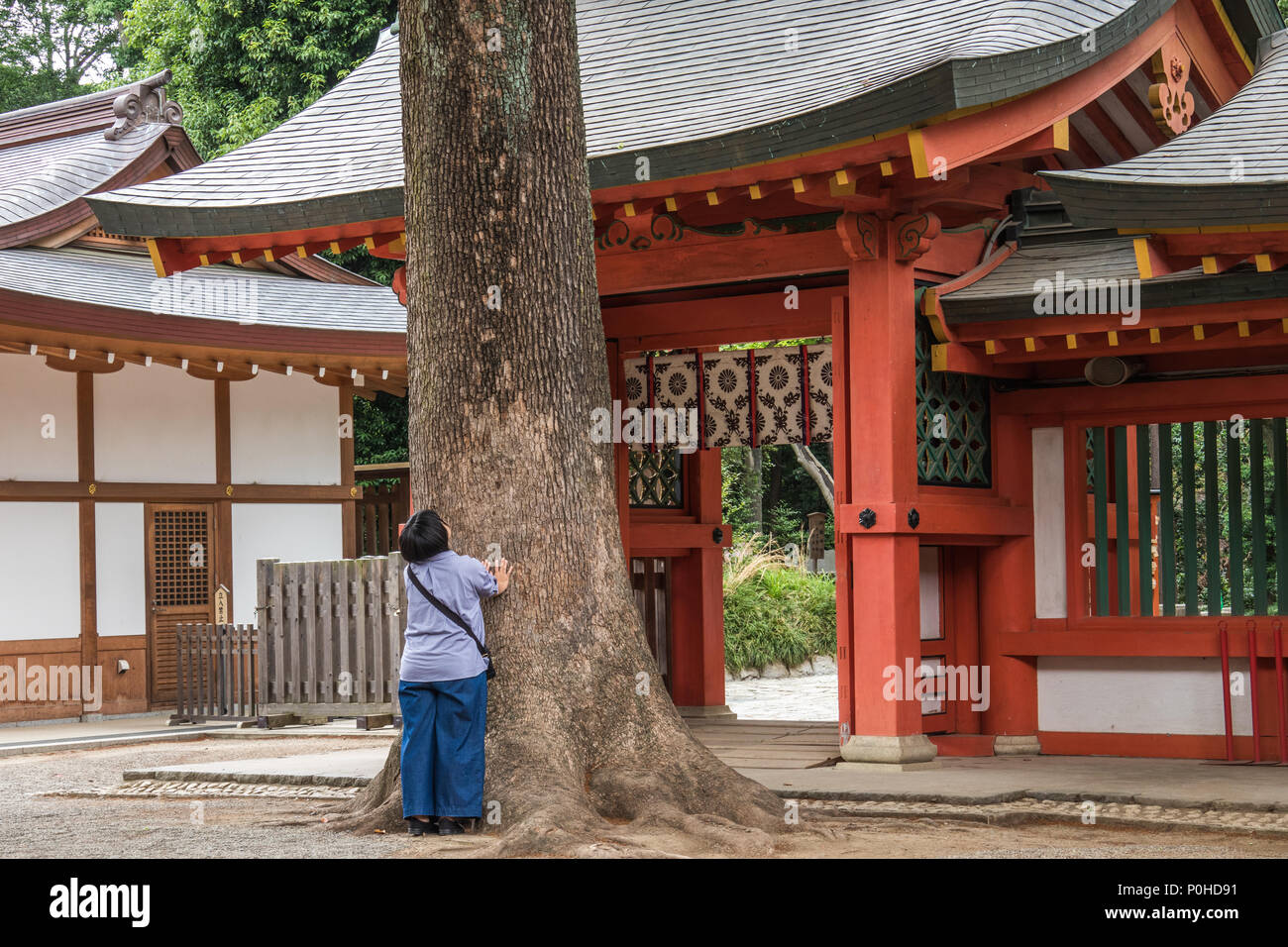 Woman embracing sacred camphor tree, Hikawa Jinja shinto shrine, Omiya, Saitama, Japan Stock Photo