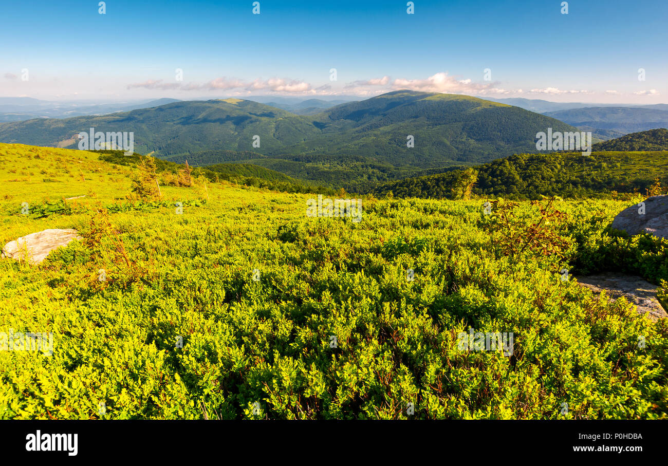 grassy hillside in summer. forested mountain in the distance. beautiful landscape in the morning Stock Photo