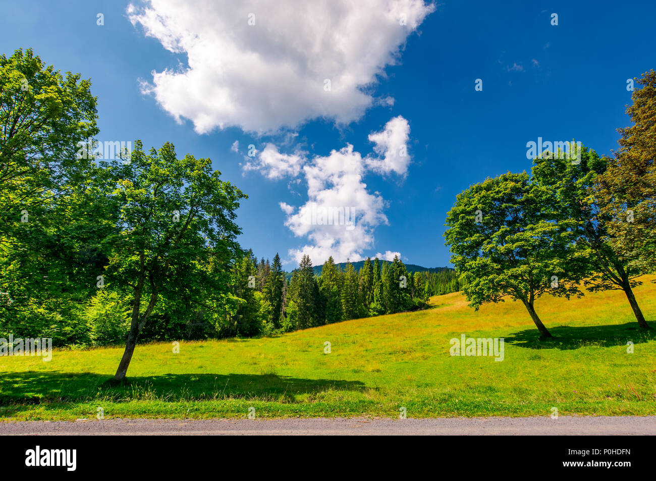 trees on the grassy meadow by the road in summer. beautiful landscape with spruce forest and mountain in the distance. blue sky with fluffy cloud form Stock Photo