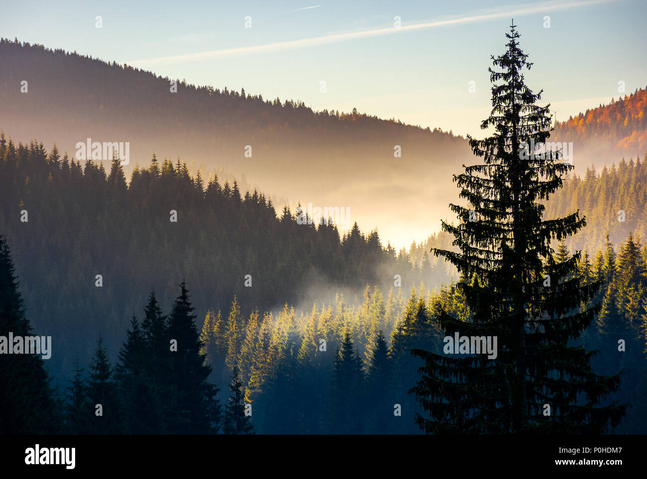 spruce forest in fog at sunrise. beautiful autumn scenery of Apuseni Mountains of Romania Stock Photo