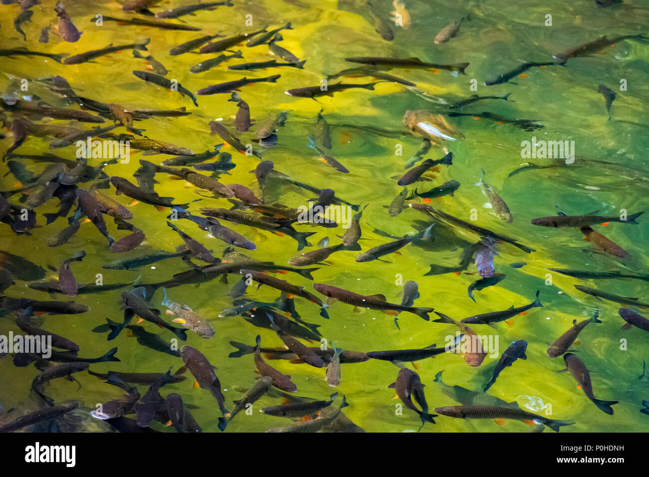 lots of trout in clear water of wild lake. lovely nature background