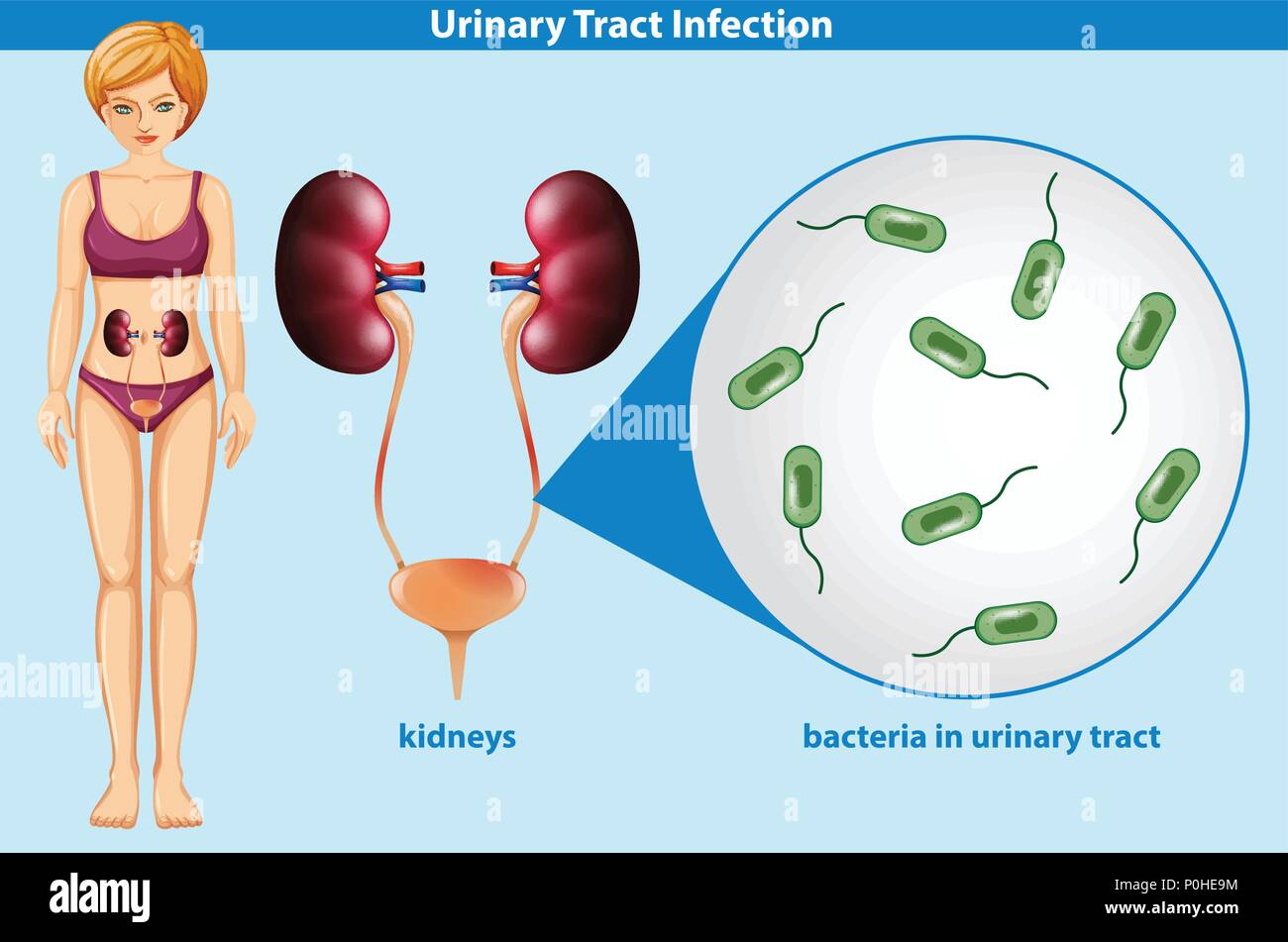 Anatomy visual data 6