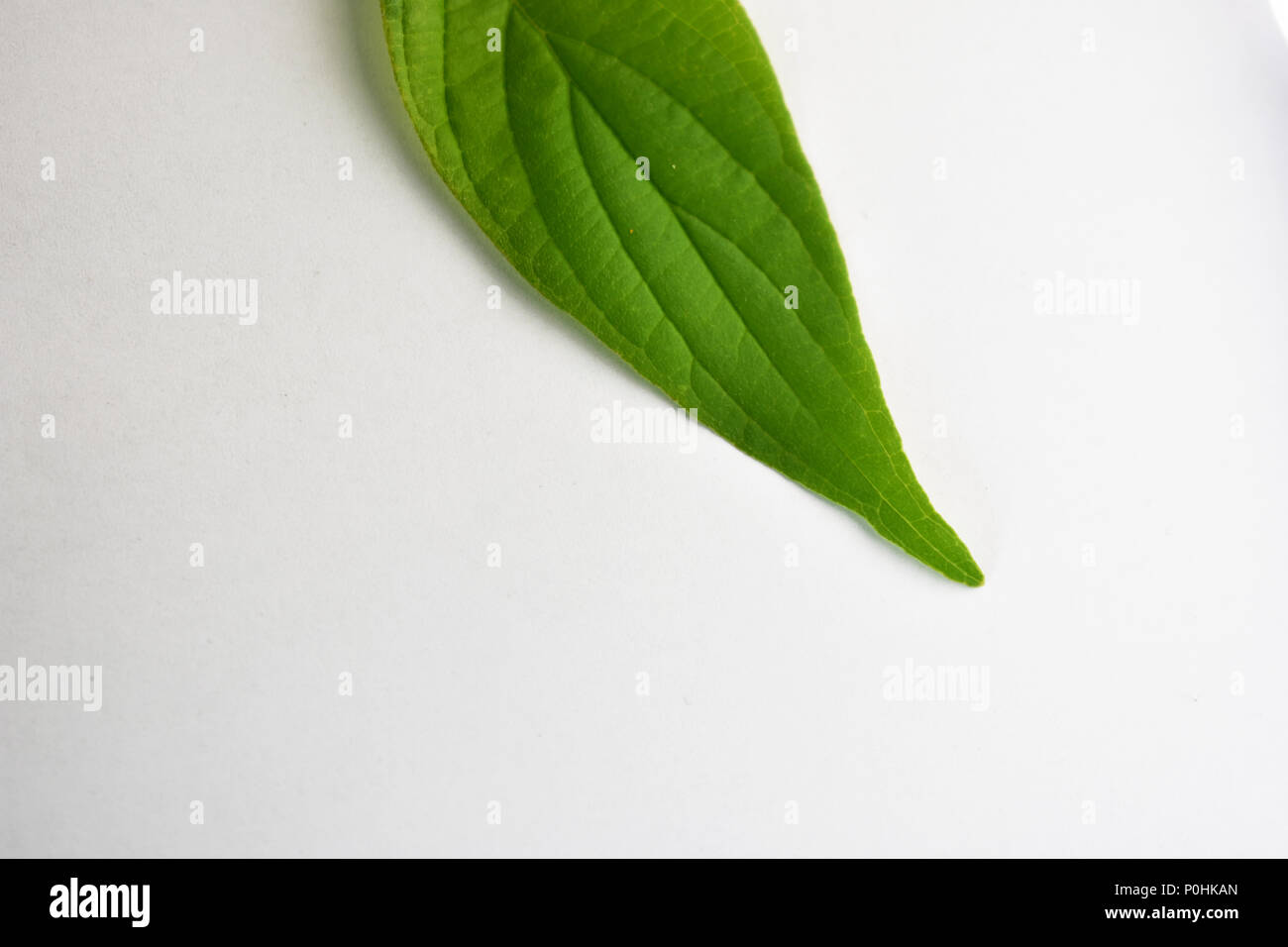 Bright green leafs background. Stock Photo