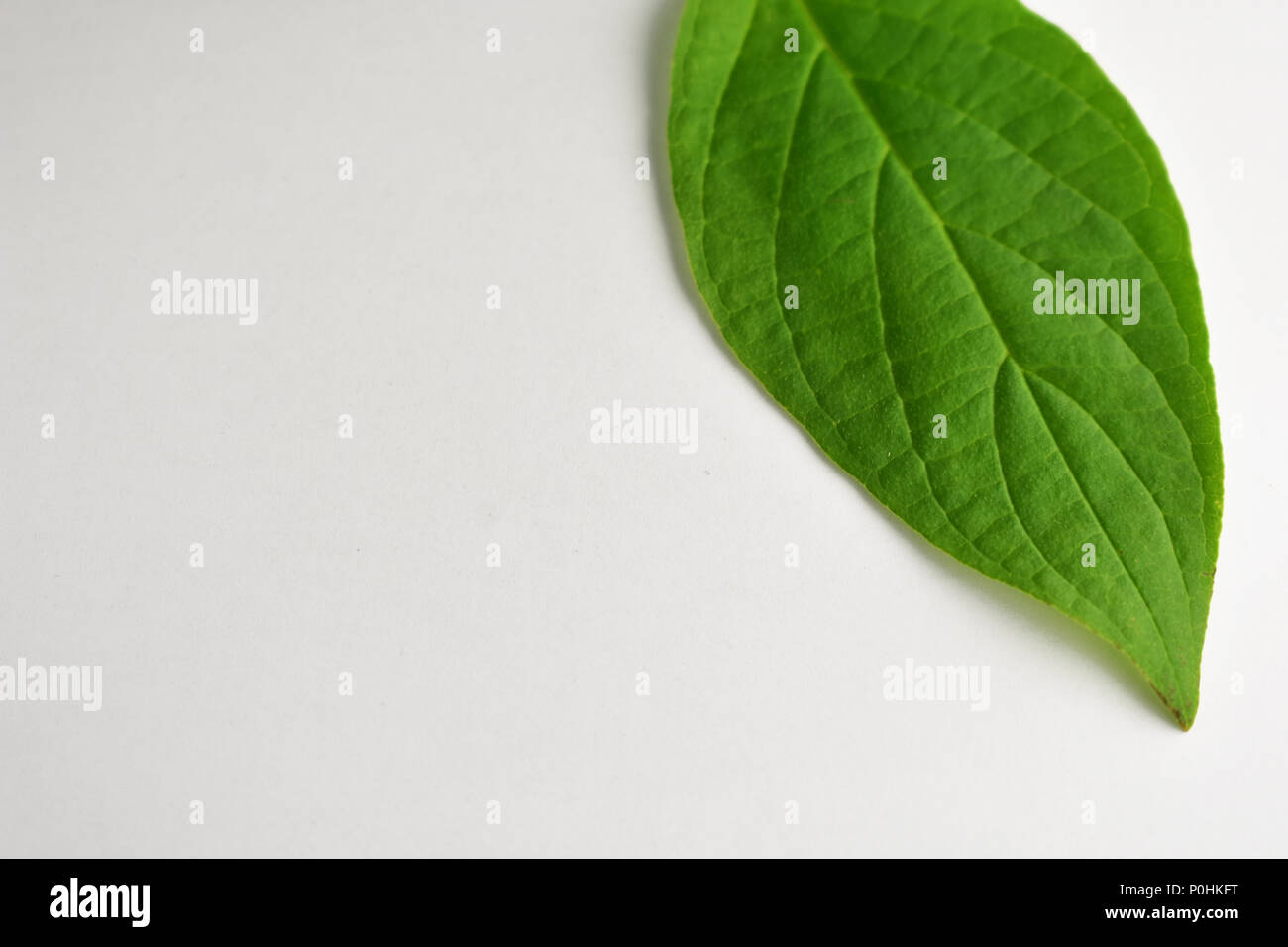 Bright green leafs background. Stock Photo
