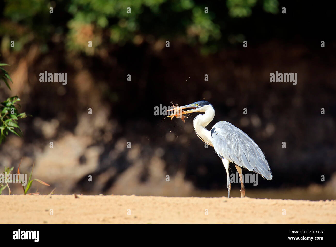 Anhinga (aka Snakebird, American Darter) on Sand Bank, with a Freshly Caught Catfish.  Pantanal, Brazil Stock Photo