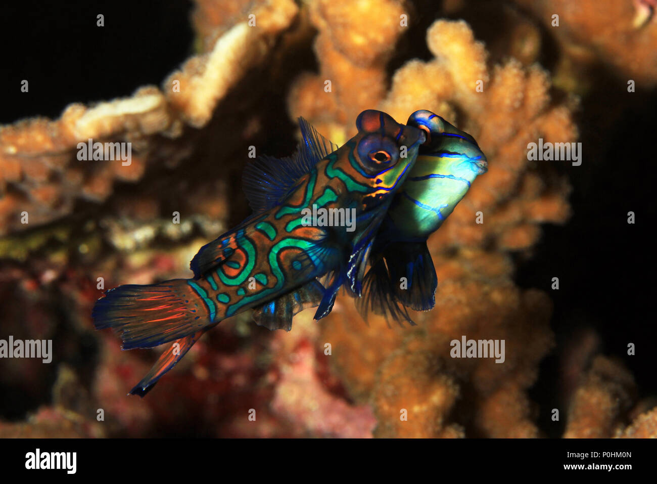 Mating Mandarinfish (aka Mandarin Dragonet, Synchiropus splendidus). Moalboal, Philippines Stock Photo