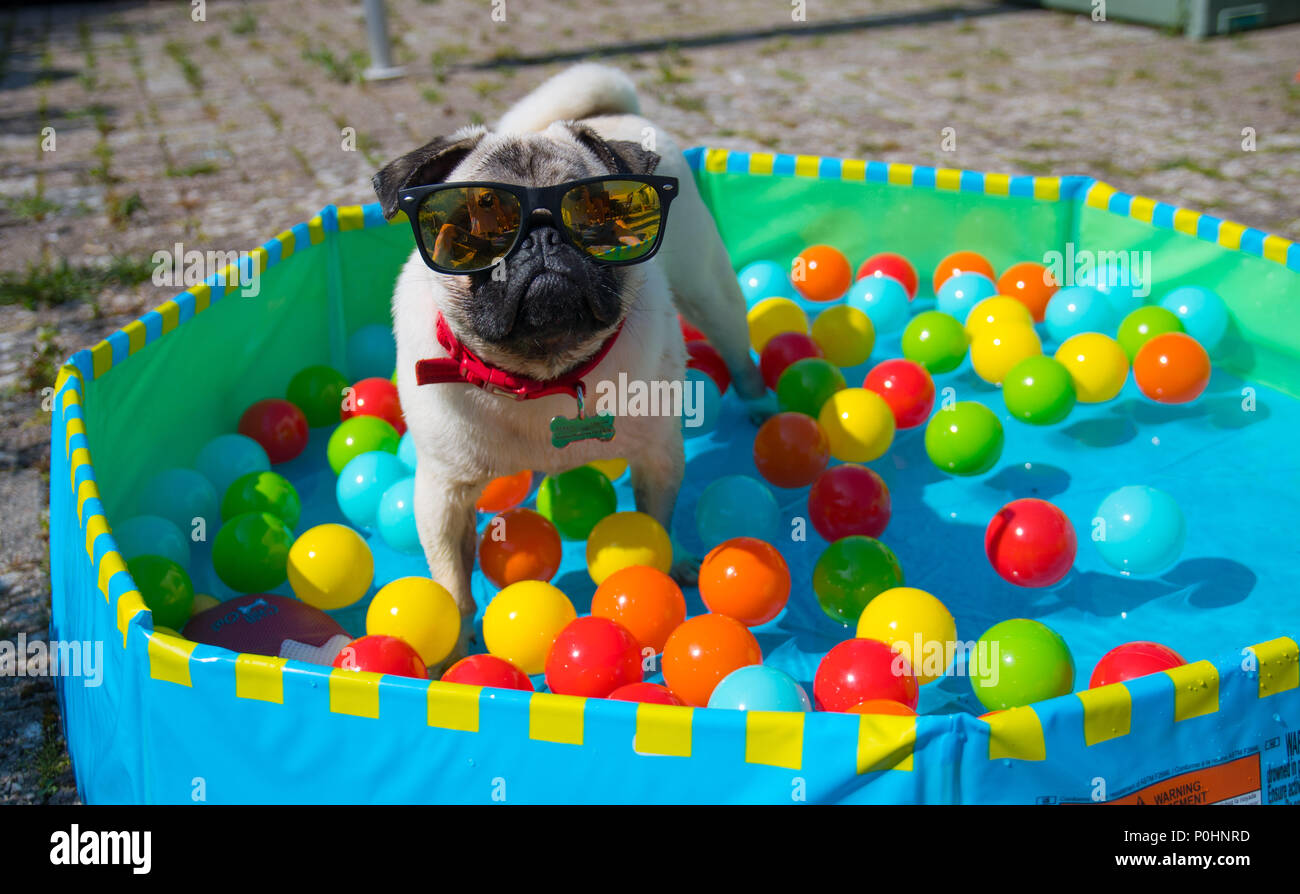 Pug Puppy wearing sunglasses cooling down in paddling pool with ...