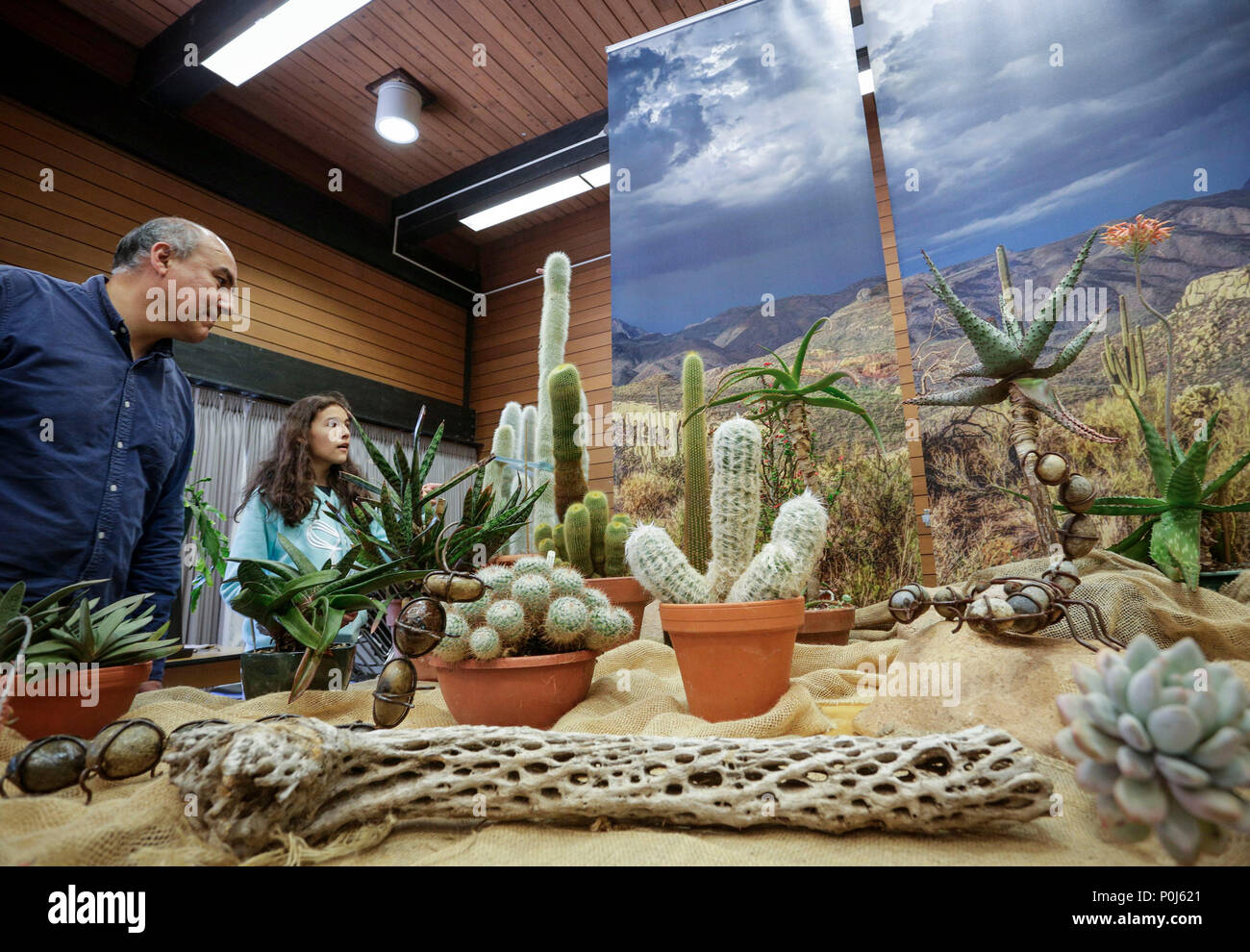 Vancouver, Canada. 9th June, 2018. Visitors look at different cactus and succulent plants at the Vancouver Desert Plant Show in Vancouver, Canada, June 9, 2018. The annual Vancouver Desert Plant Show is a two-day event to provide opportunities for the cactus and succulent plants enthusiasts to show their plants and share planting experiences. Credit: Liang Sen/Xinhua/Alamy Live News Stock Photo