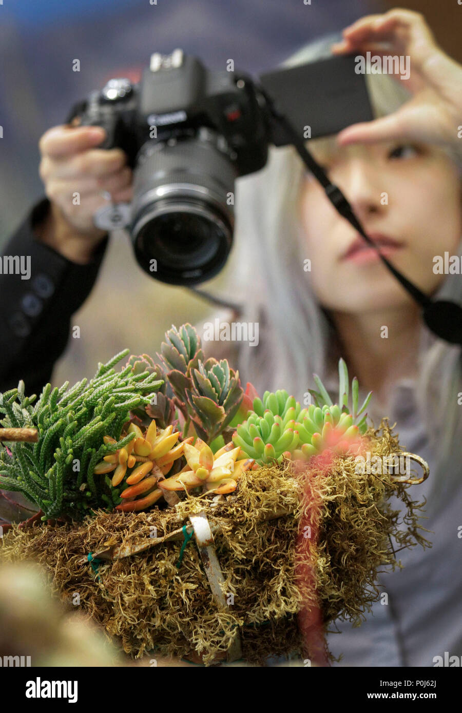 Vancouver, Canada. 9th June, 2018. A visitor takes photos of the plants displayed at the Vancouver Desert Plant Show in Vancouver, Canada, June 9, 2018. The annual Vancouver Desert Plant Show is a two-day event to provide opportunities for the cactus and succulent plants enthusiasts to show their plants and share planting experiences. Credit: Liang Sen/Xinhua/Alamy Live News Stock Photo