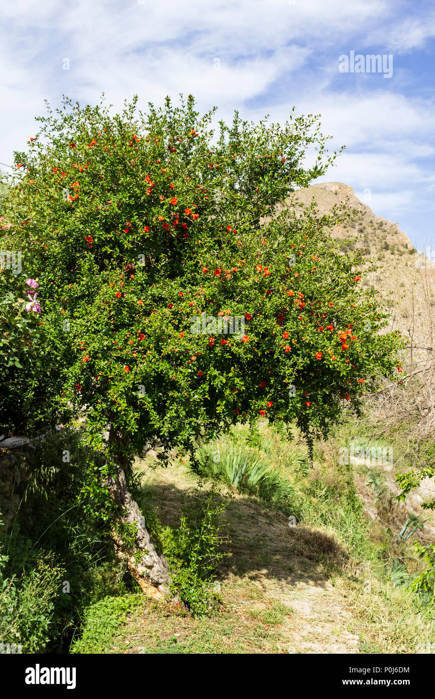 Punica granatum, Pomegranate tree in Flower, Almanzora Valley, Almeria  province, Andalusia, Spain Stock Photo - Alamy