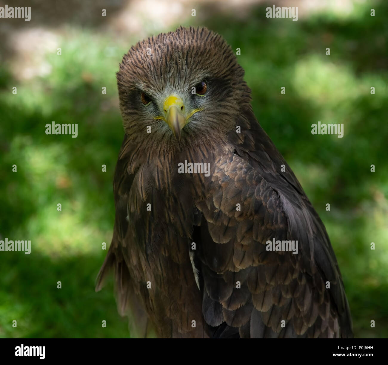 Black Kite ,bird of prey Stock Photo