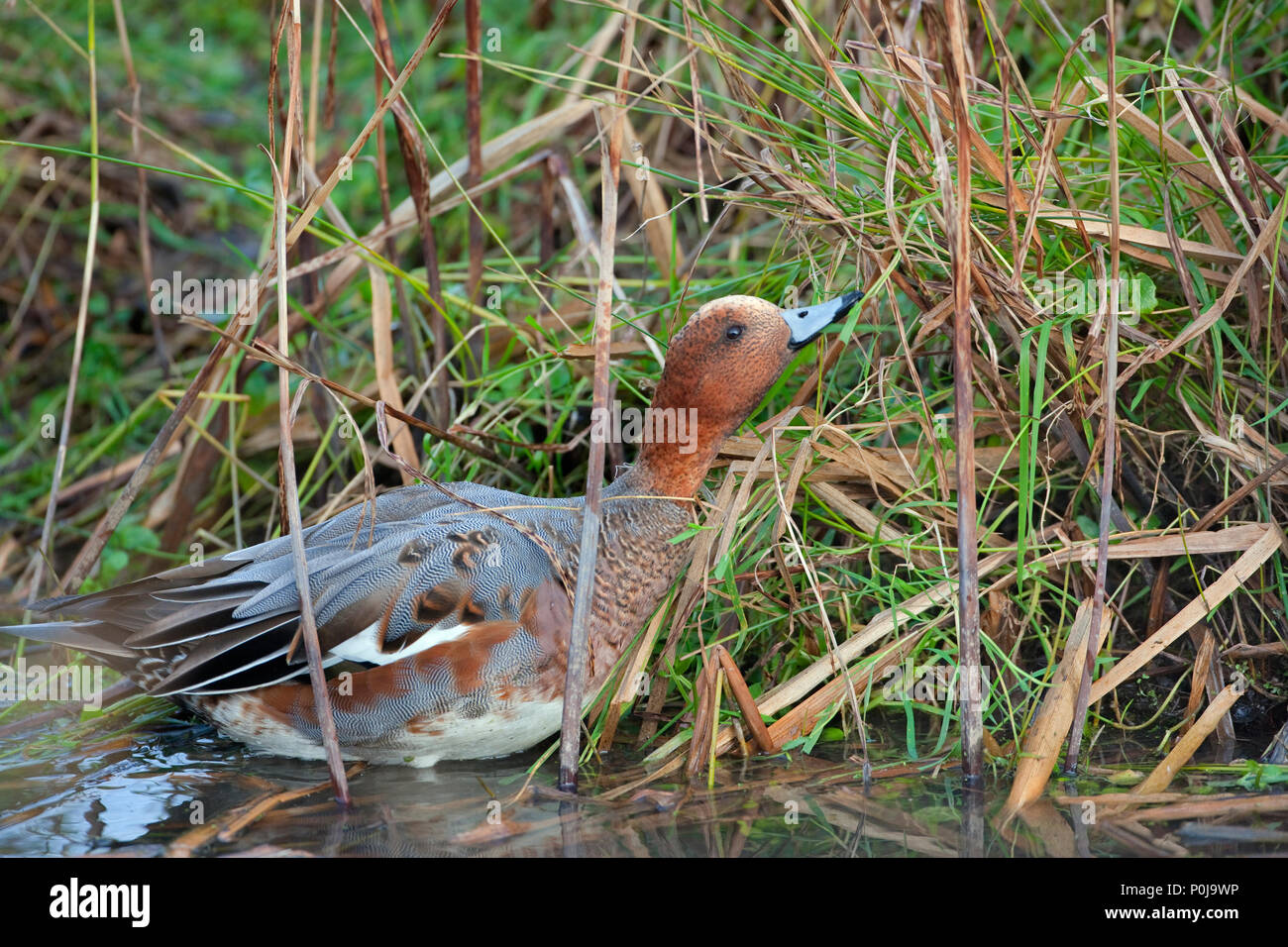 Drake or male Wigeon Anas penelope feeding Stock Photo