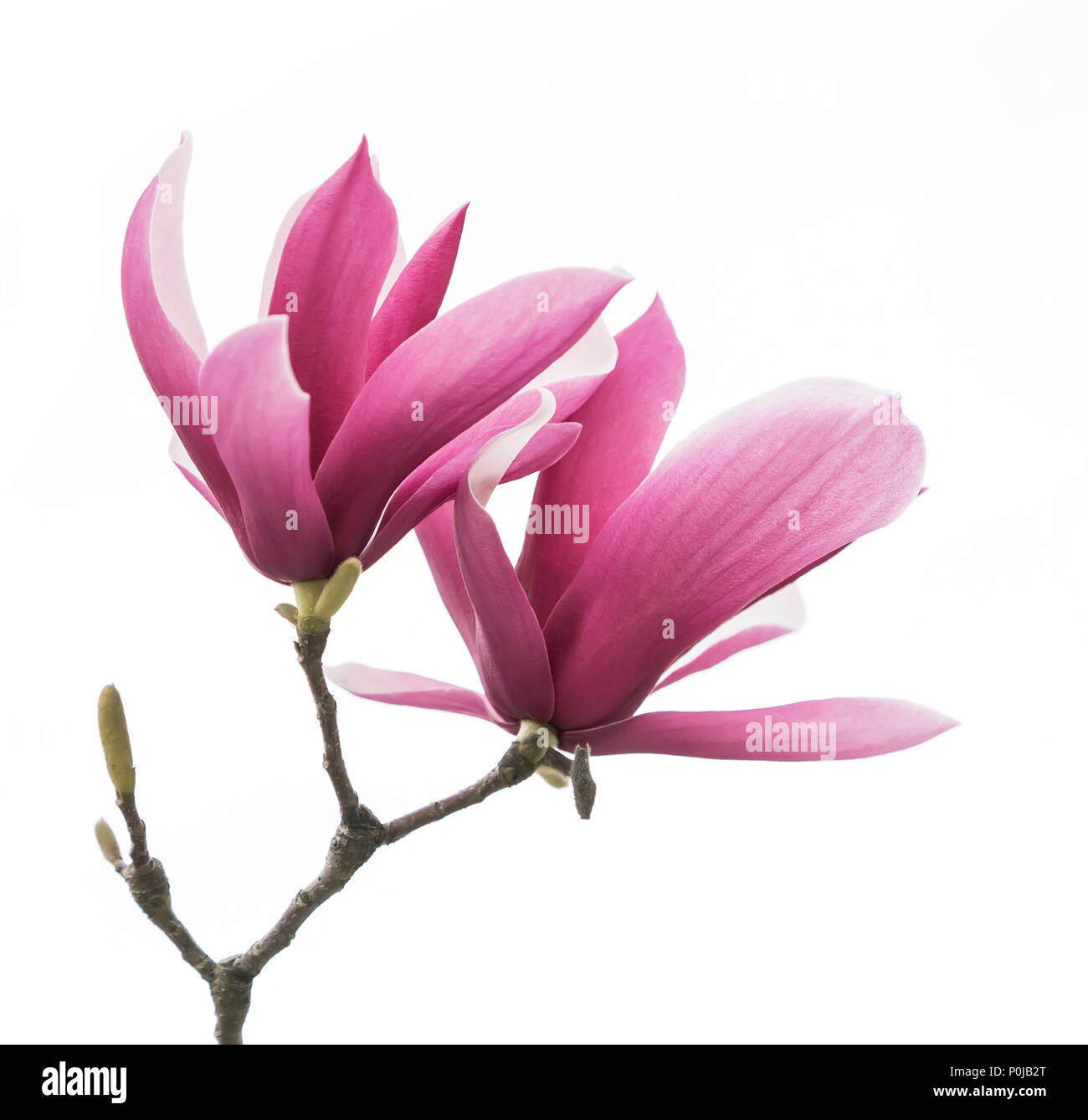 magnolia flower spring branch isolated on white background Stock Photo ...