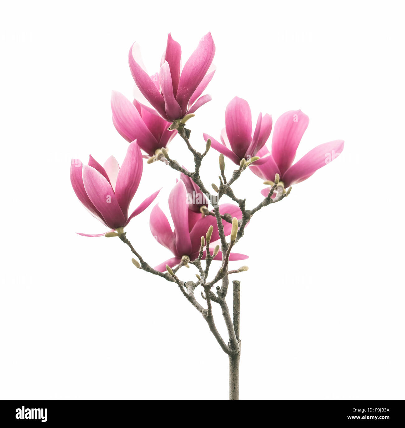 magnolia flower spring branch isolated on white background Stock Photo ...