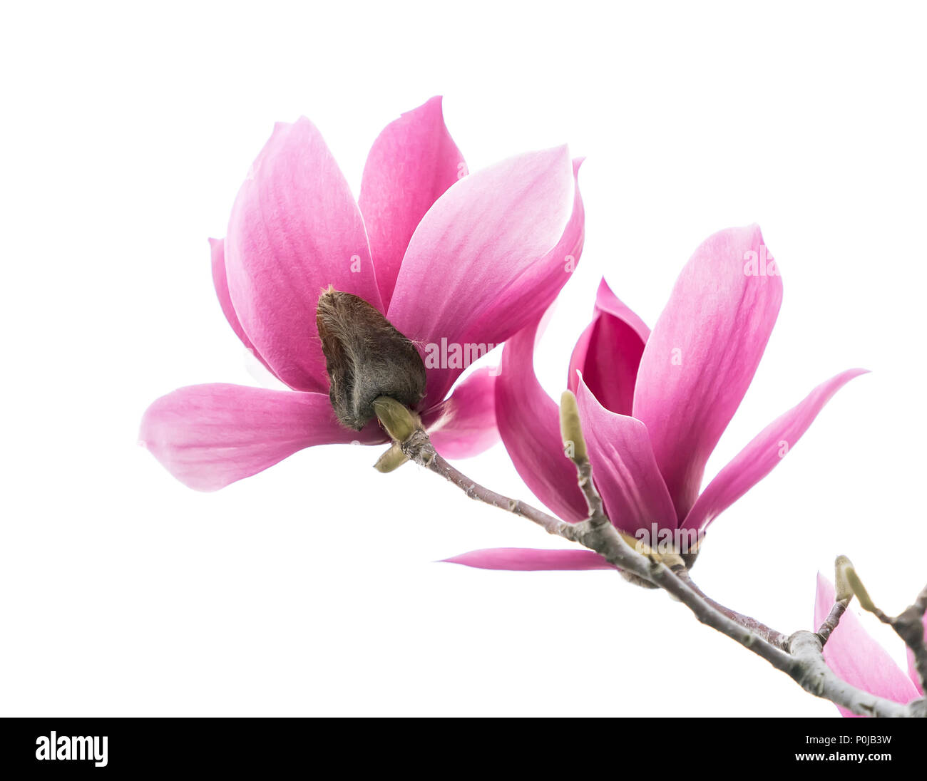 magnolia flower spring branch isolated on white background Stock Photo ...