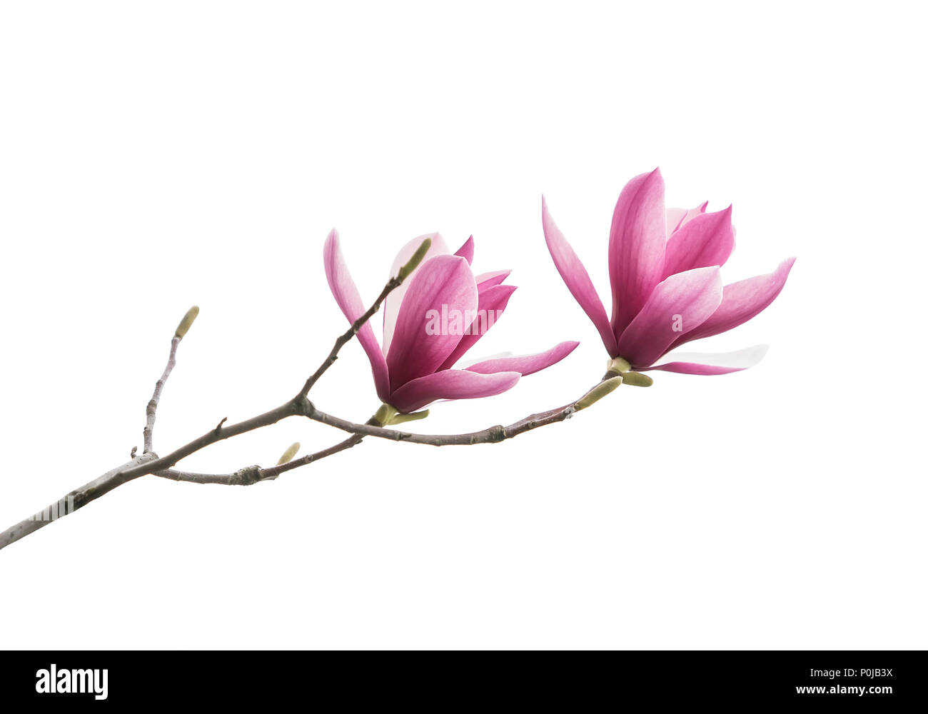 magnolia flower spring branch isolated on white background Stock Photo ...