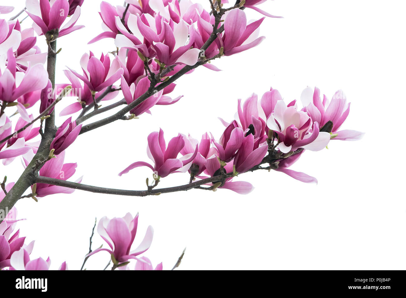 magnolia flower spring branch isolated on white background Stock Photo ...