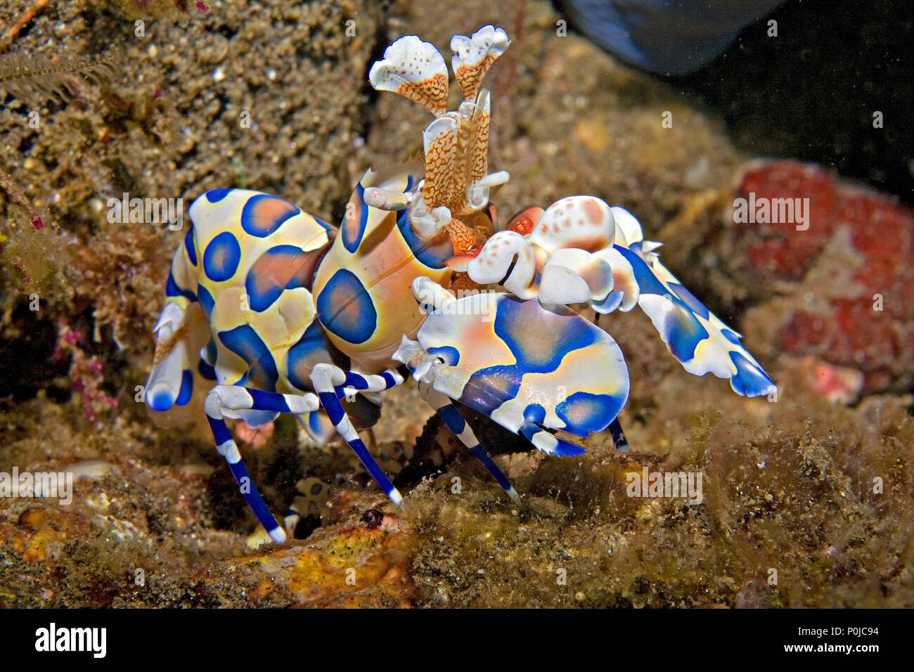 Harlekingarnele (Hymenocera elegans), Bali, Indonesien | Harlequin shrimp  (Hymenocera elegans), Bali, Indonesia Stock Photo - Alamy