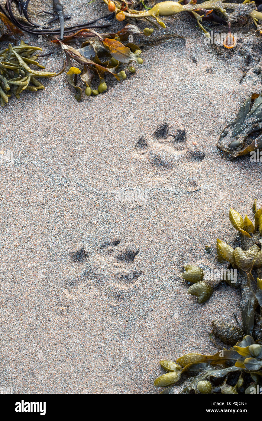 Eurasian otter / European otter (Lutra lutra) footprints in wet sea sand among seaweed on beach in coastal Scotland, UK Stock Photo