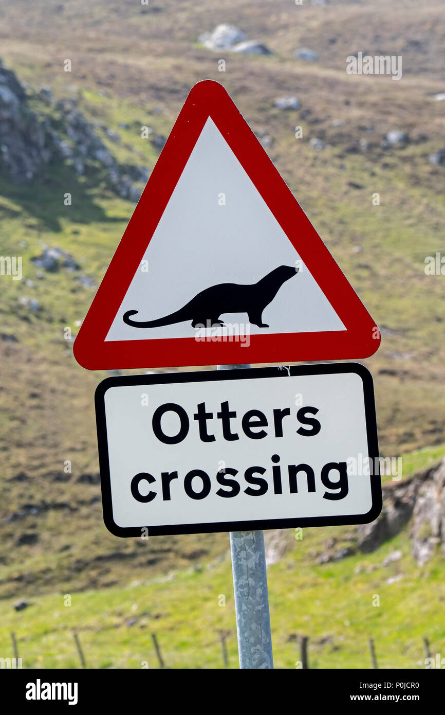 Eurasian otter / European otter (Lutra lutra) road warning sign for otters crossing street in coastal Scotland, UK Stock Photo