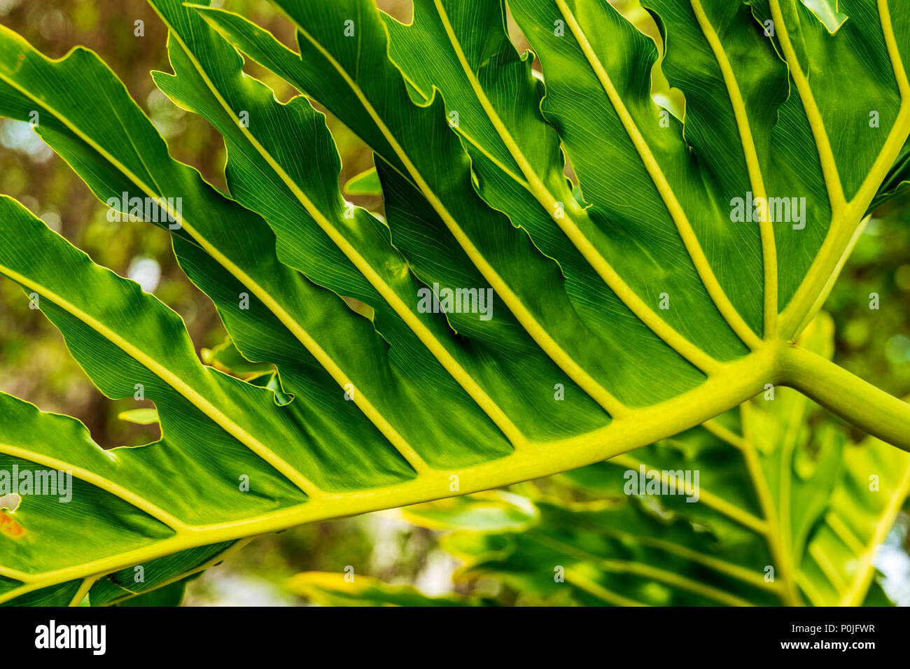 Detail of intricate Philodendron leaf; Araceae; plant; south central Florida; USA Stock Photo