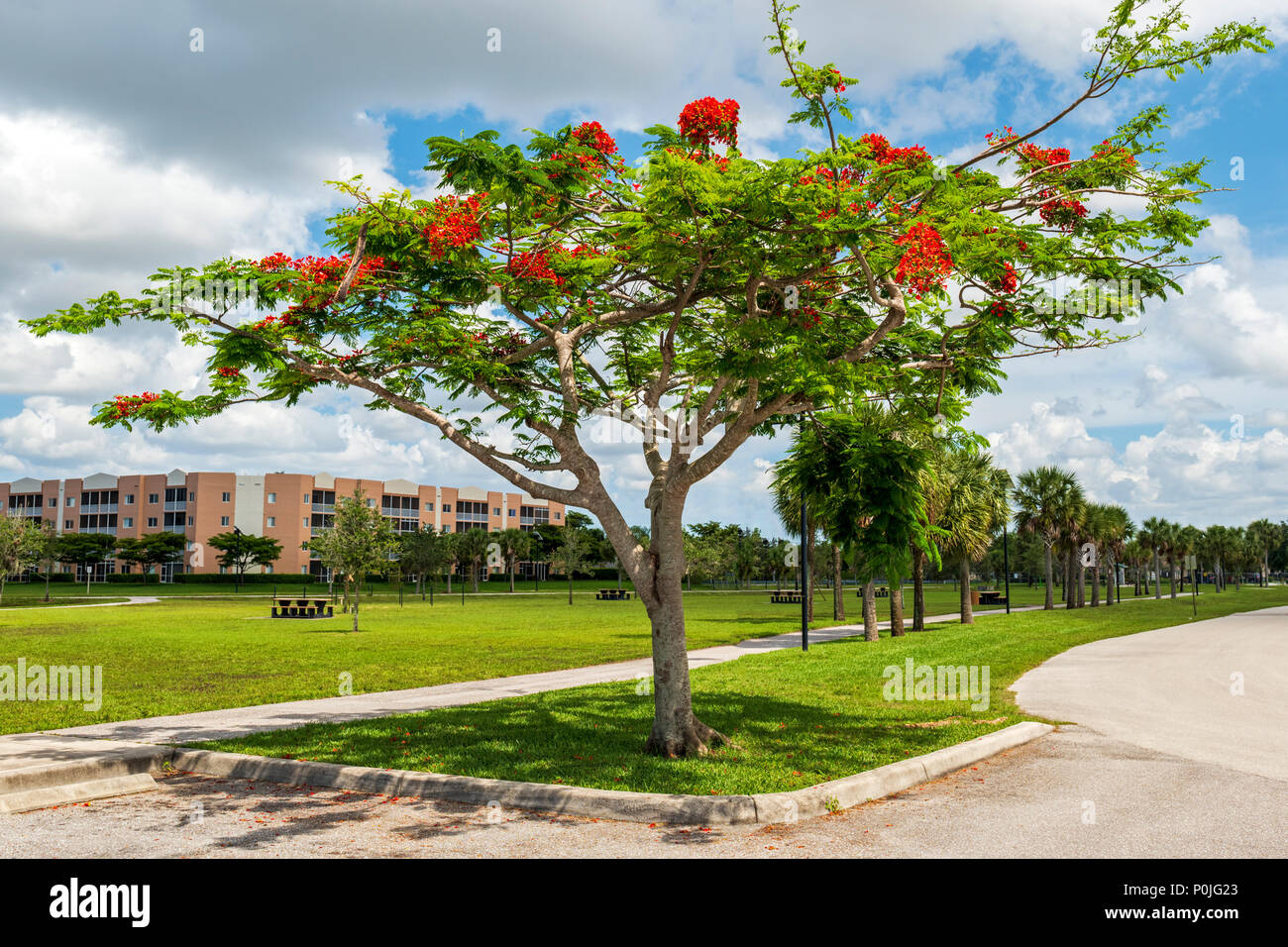 Vibrant red flowers; Royal poinciana; Delonix regia; flame tree; south central Florida; USA Stock Photo