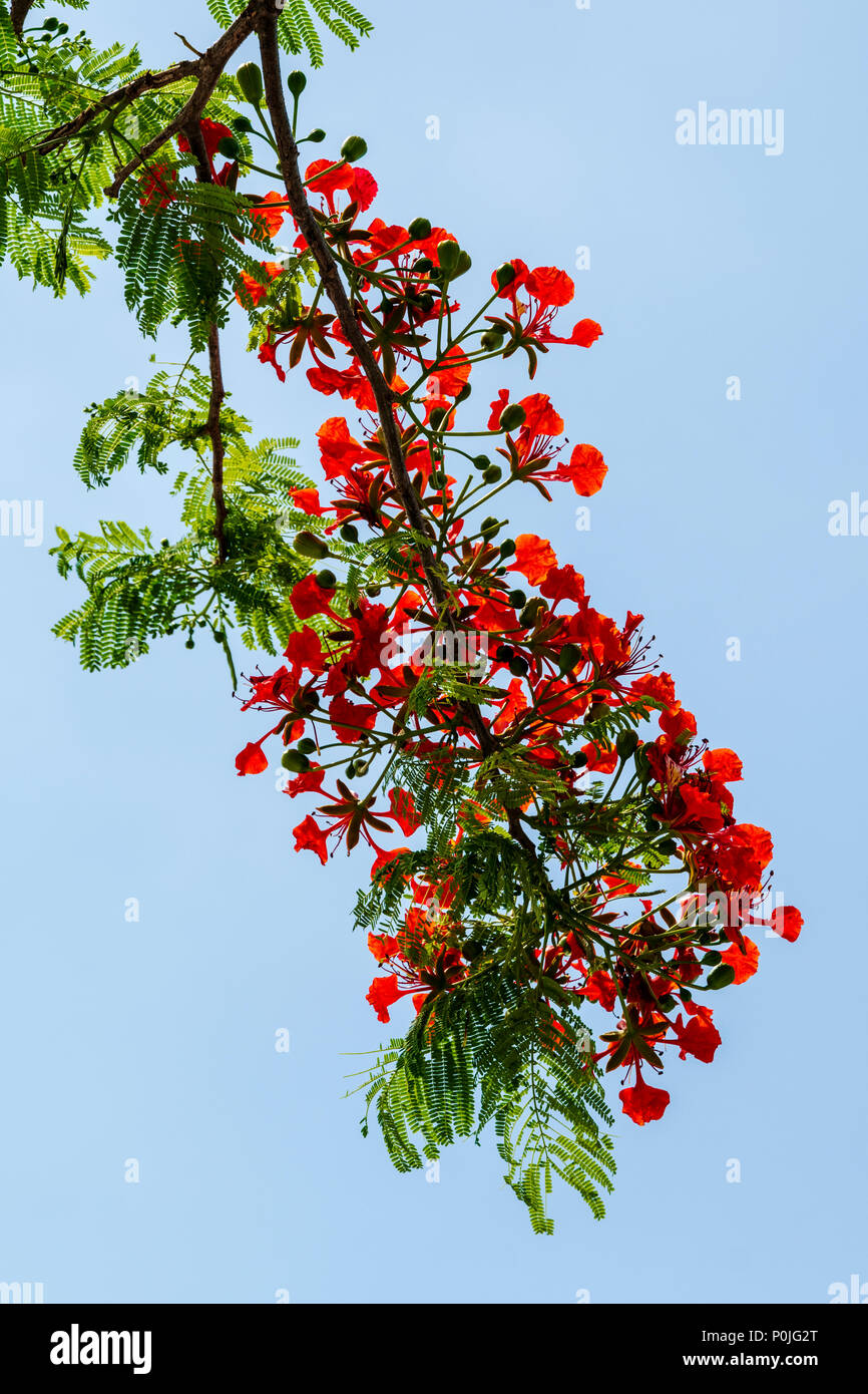 Vibrant red flowers; Royal poinciana; Delonix regia; flame tree; south central Florida; USA Stock Photo