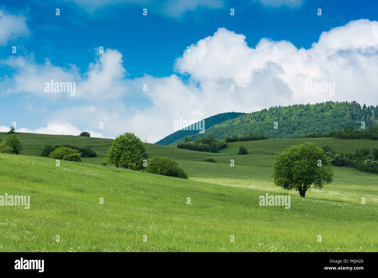 Rolling green hills with trees and blue sky with clouds Stock Photo - Alamy