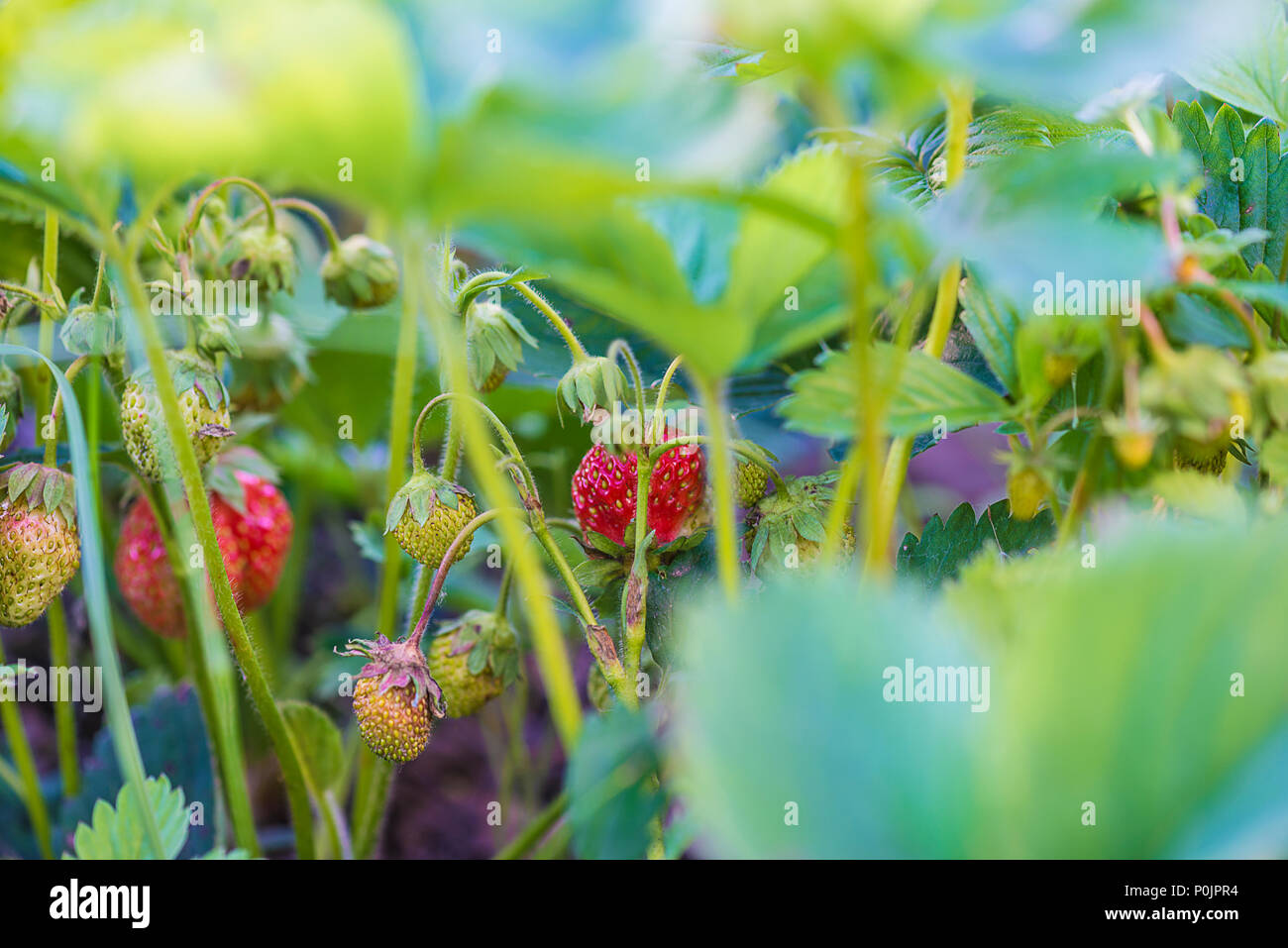 Organic strawberries in the garden Stock Photo