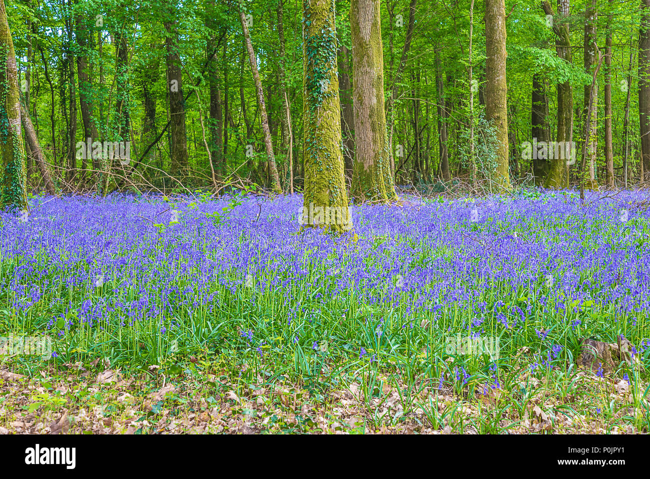 Blue hyacinths blooming in the spring forest Stock Photo - Alamy