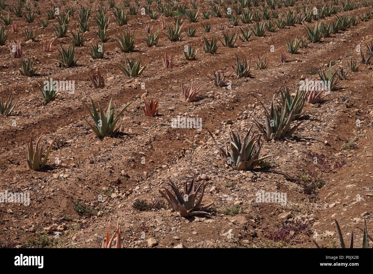 Aloe Vera farm, Fuerteventura, Spain Stock Photo