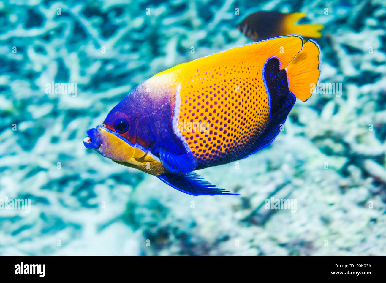 Blue-girdled angelfish (Pomacanthus navarchus).   Solomon Islands. Stock Photo