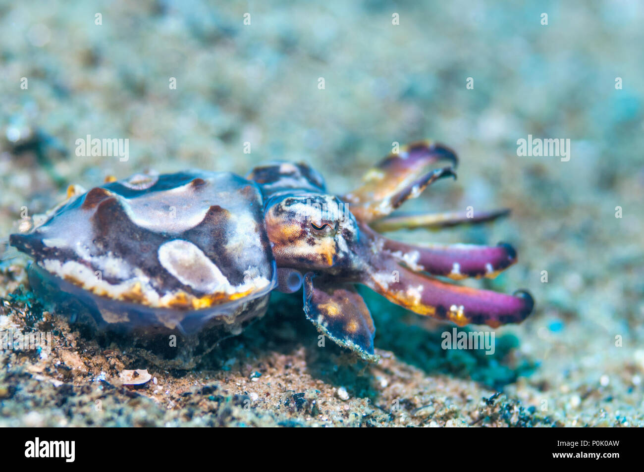 Pfeffer's flamboyant cuttlefish [Metasepia pferreri]. Ambon, Indonesia ...