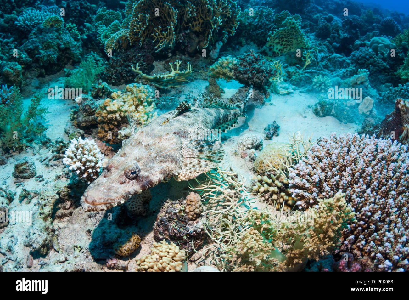 Flathead or Crocodilefish [Papilloculiceps longiceps] on coral reef. Stock Photo
