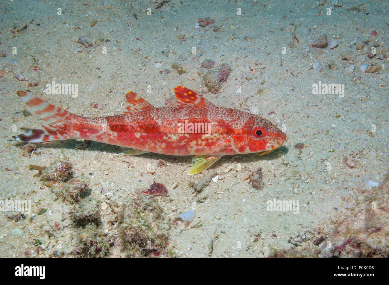 Freckled goatfish [Upeneus tragula].  Mabul, Malaysia. Stock Photo