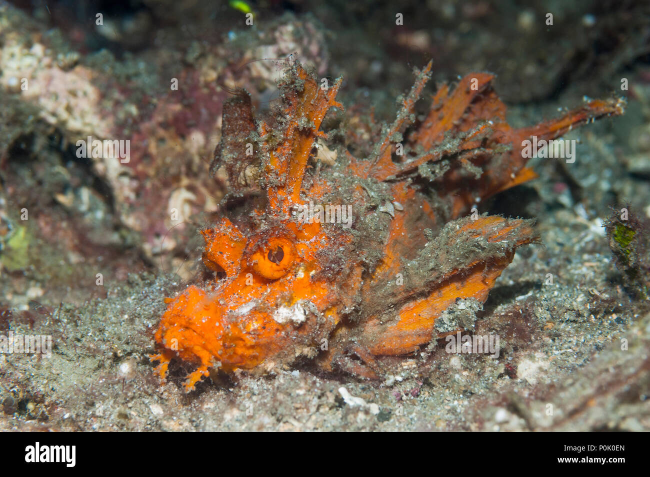 Demon stinger or Devil stinger [Inimicus didactylus].  Lembeh Strait, North Sulawesi, Indonesia. Stock Photo