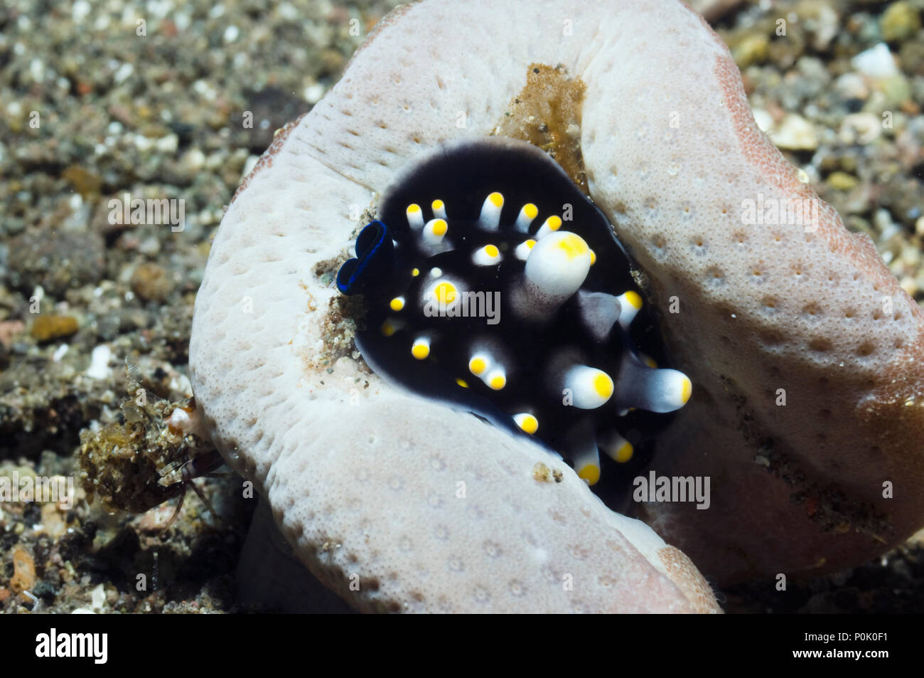 Juvenile Egg cowrie (Ovula ovum) on leahter coral on which it feeds.  Indonesia. Stock Photo