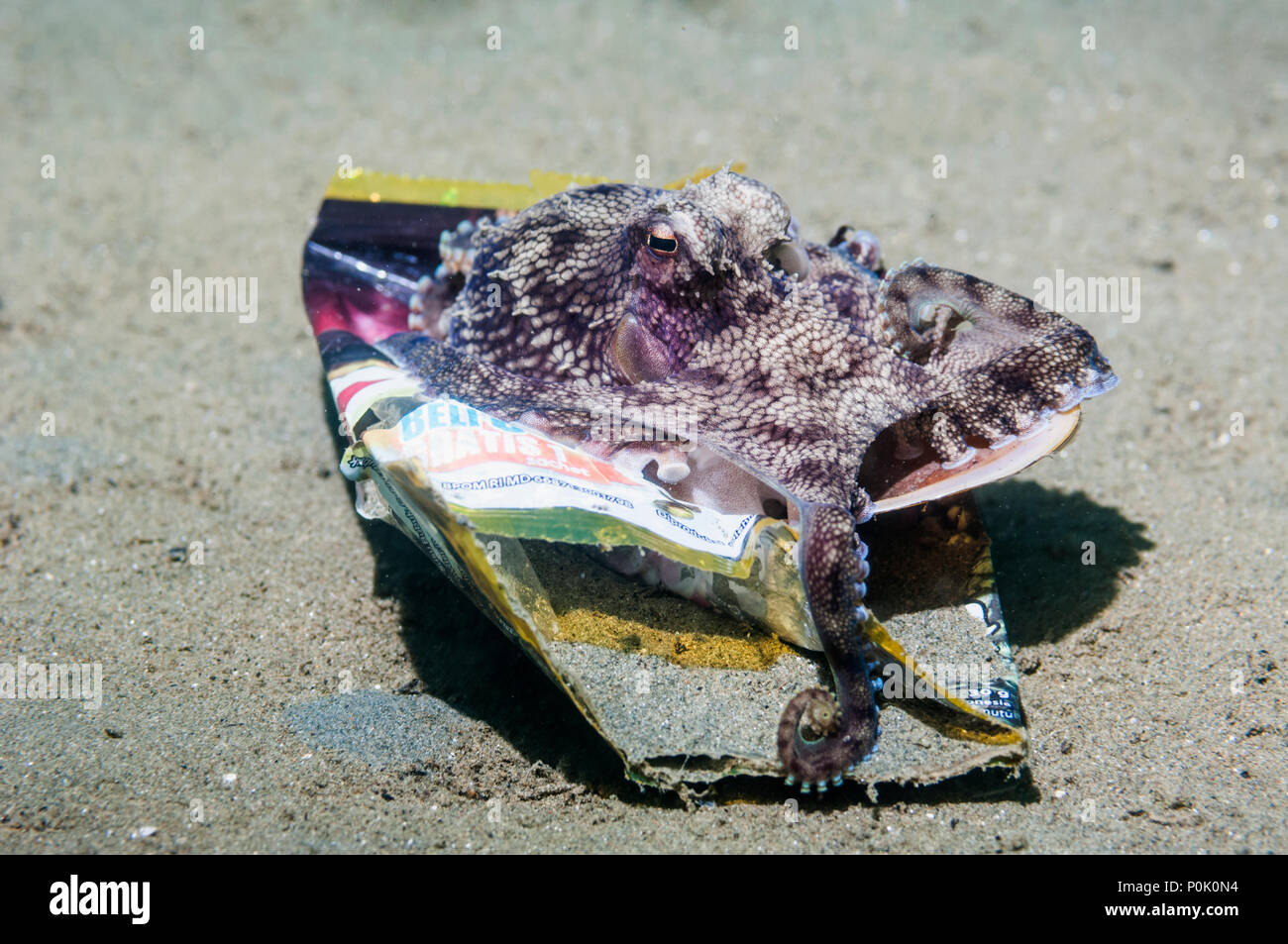 Veined or Coconut octopus [Amphioctopus marginatus] with rubbish